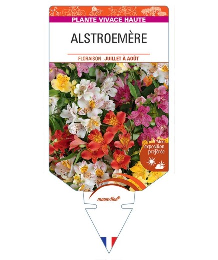 ALSTROEMERIA (Lys des Incas) *