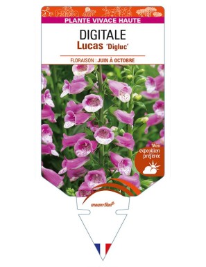DIGITALIS (purpurea) 'Lucas' ‘Digluc’