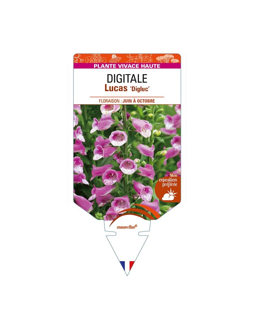 DIGITALIS (purpurea) 'Lucas' ‘Digluc’