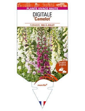 DIGITALIS (purpurea) ‘Camelot’