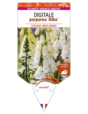 DIGITALIS purpurea 'Alba'