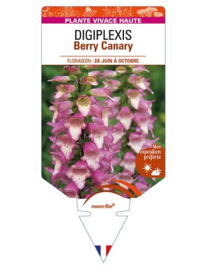 DIGITALIS x valinii Berry Canary voir DIGIPLEXIS
