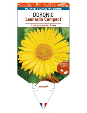 DORONICUM (orientale) 'Leonardo Compact'