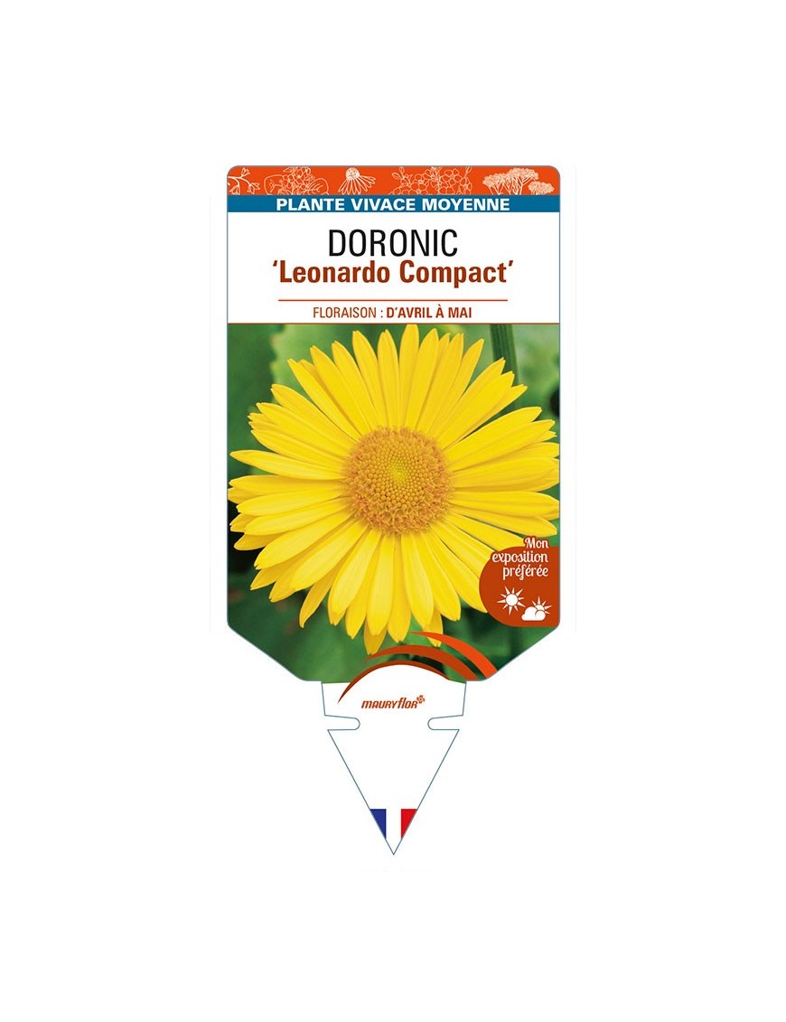 DORONICUM (orientale) 'Leonardo Compact'