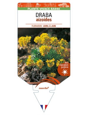 DRABA aizoides