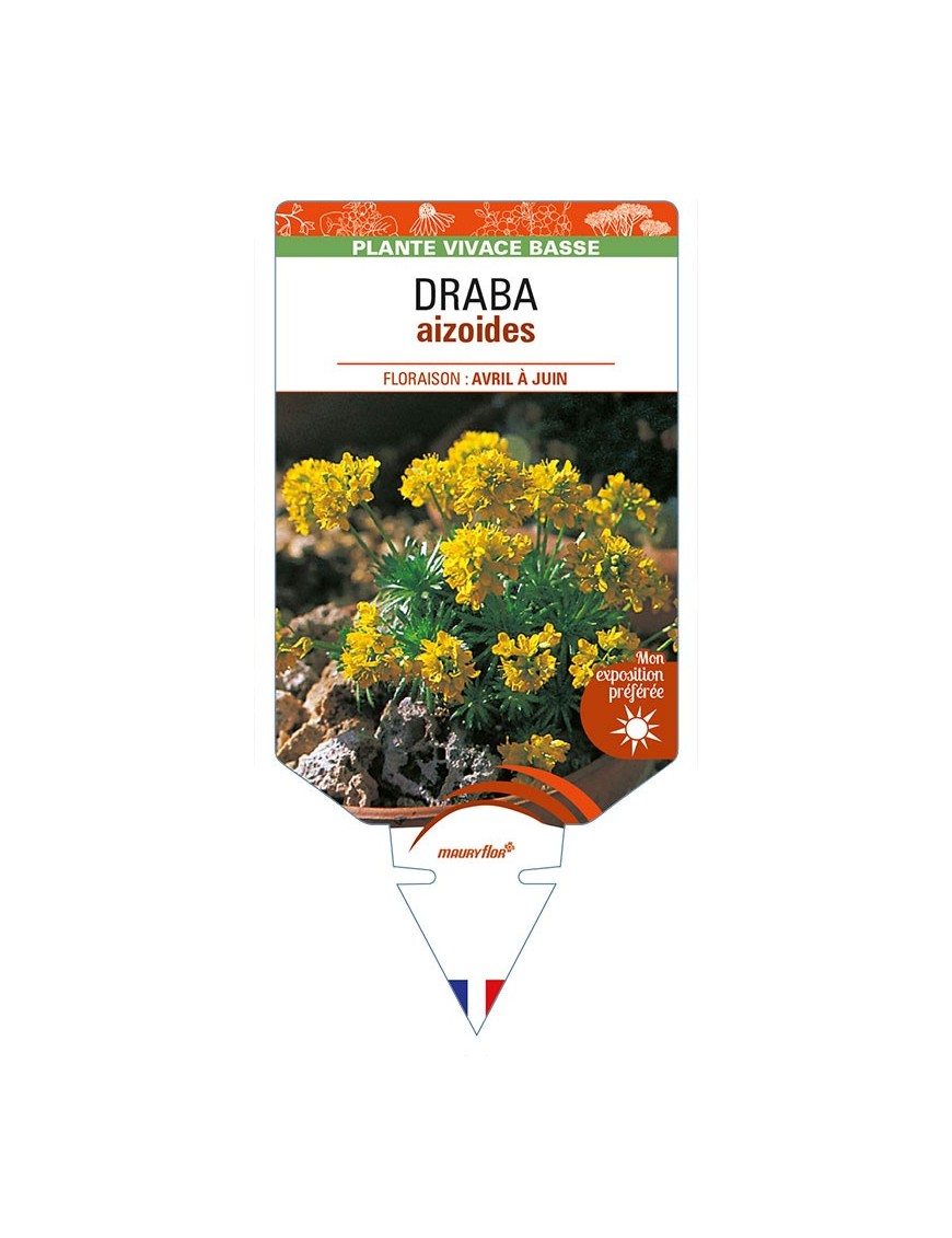 DRABA aizoides