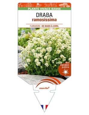 DRABA ramossisima