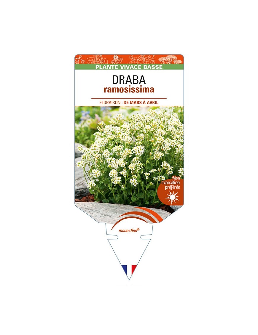 DRABA ramossisima