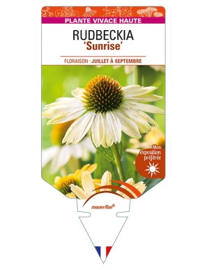 ECHINACEA 'Sunrise' voir RUDBECKIA