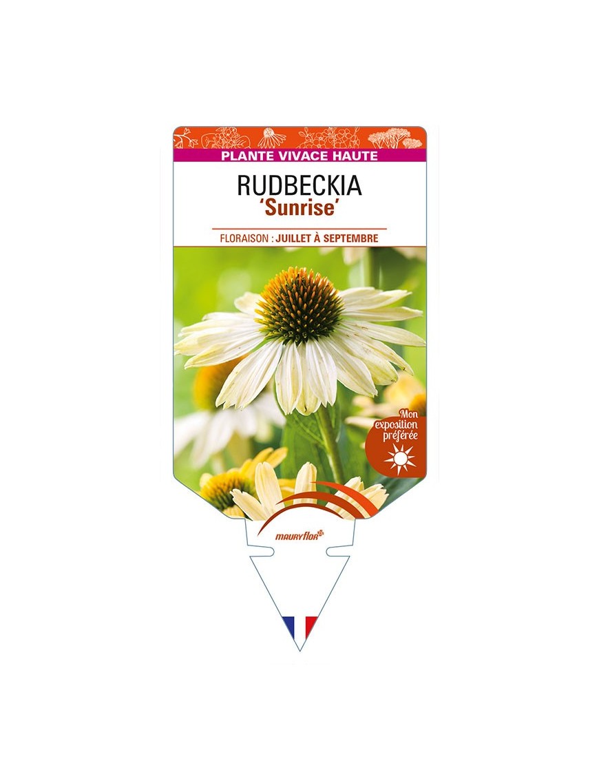ECHINACEA 'Sunrise' voir RUDBECKIA
