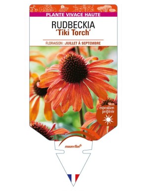 ECHINACEA 'Tiki Torch' voir RUDBECKIA