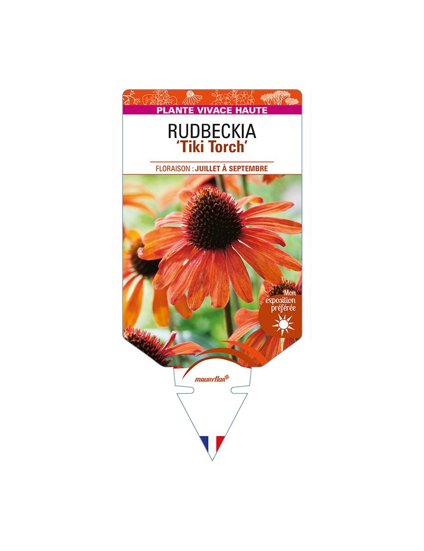 ECHINACEA 'Tiki Torch' voir RUDBECKIA
