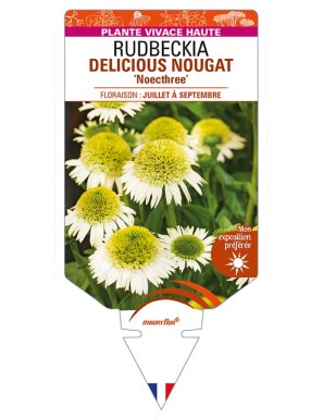 ECHINACEA DELICIOUS NOUGAT 'Noecthree' voir RUDBECKIA