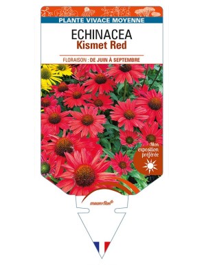 ECHINACEA Kismet Red