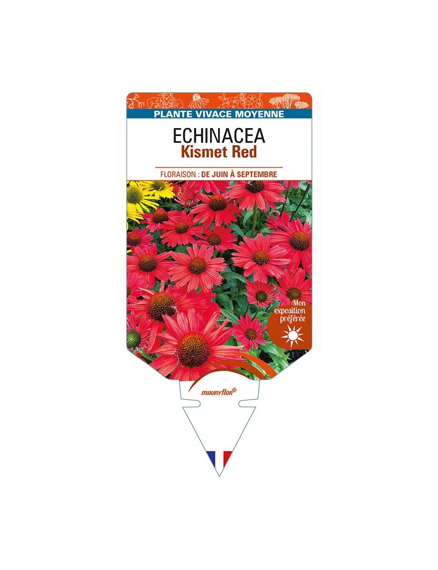ECHINACEA Kismet Red