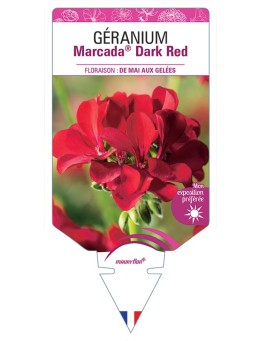 GÉRANIUM MARCADA® DARK RED