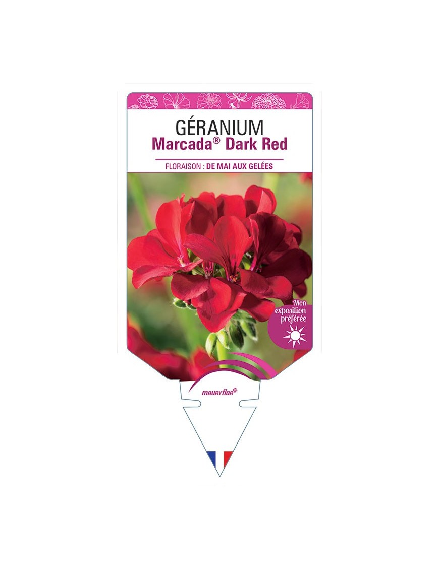 GÉRANIUM MARCADA® DARK RED