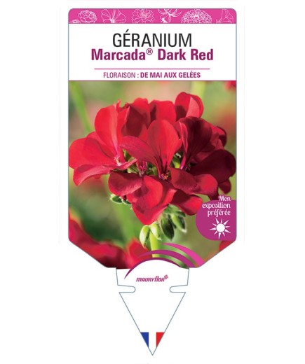 GÉRANIUM MARCADA® DARK RED