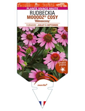 ECHINACEA MOOODZ® COSY 'Hilmoocosy' voir RUDBECKIA