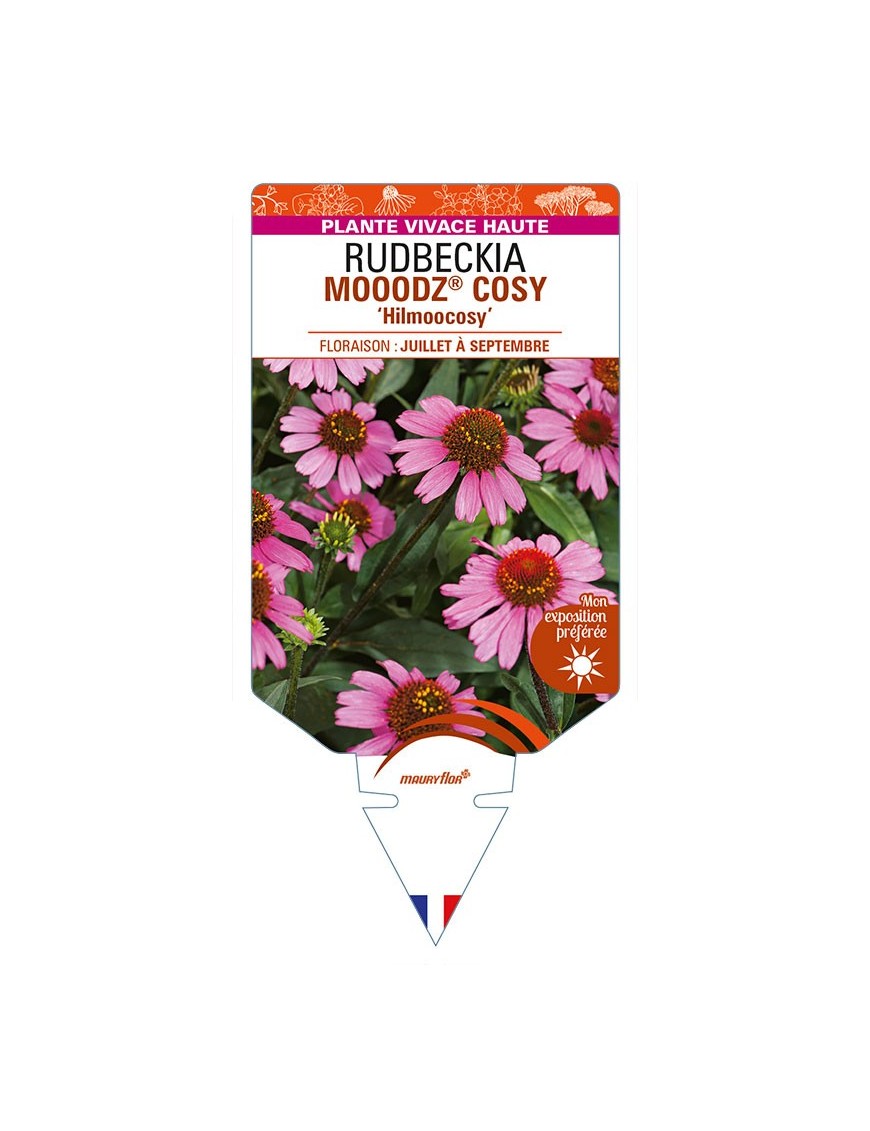 ECHINACEA MOOODZ® COSY 'Hilmoocosy' voir RUDBECKIA