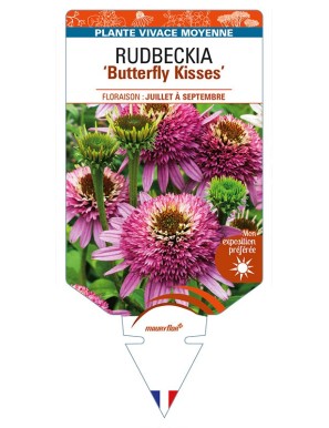 ECHINACEA purpurea 'Butterfly Kisses' voir RUDBECKIA