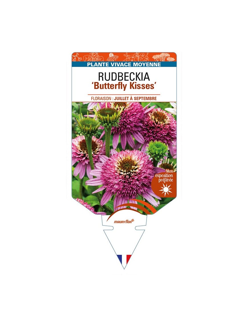 ECHINACEA purpurea 'Butterfly Kisses' voir RUDBECKIA