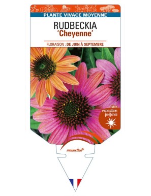 ECHINACEA purpurea 'Cheyenne' voir RUDBECKIA