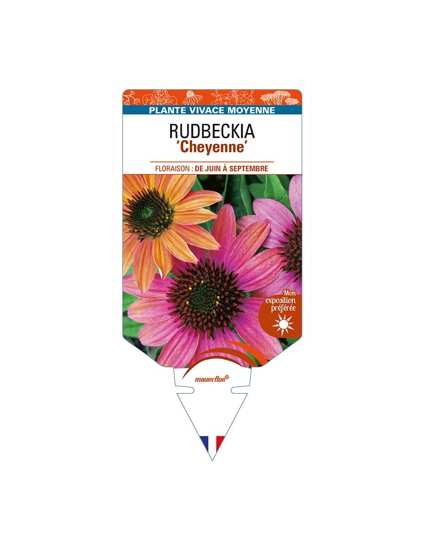 ECHINACEA purpurea 'Cheyenne' voir RUDBECKIA