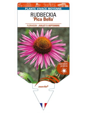 ECHINACEA purpurea 'Pica Bella' voir RUDBECKIA