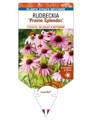 ECHINACEA purpurea 'Prairie Splendor' voir RUDBECKIA