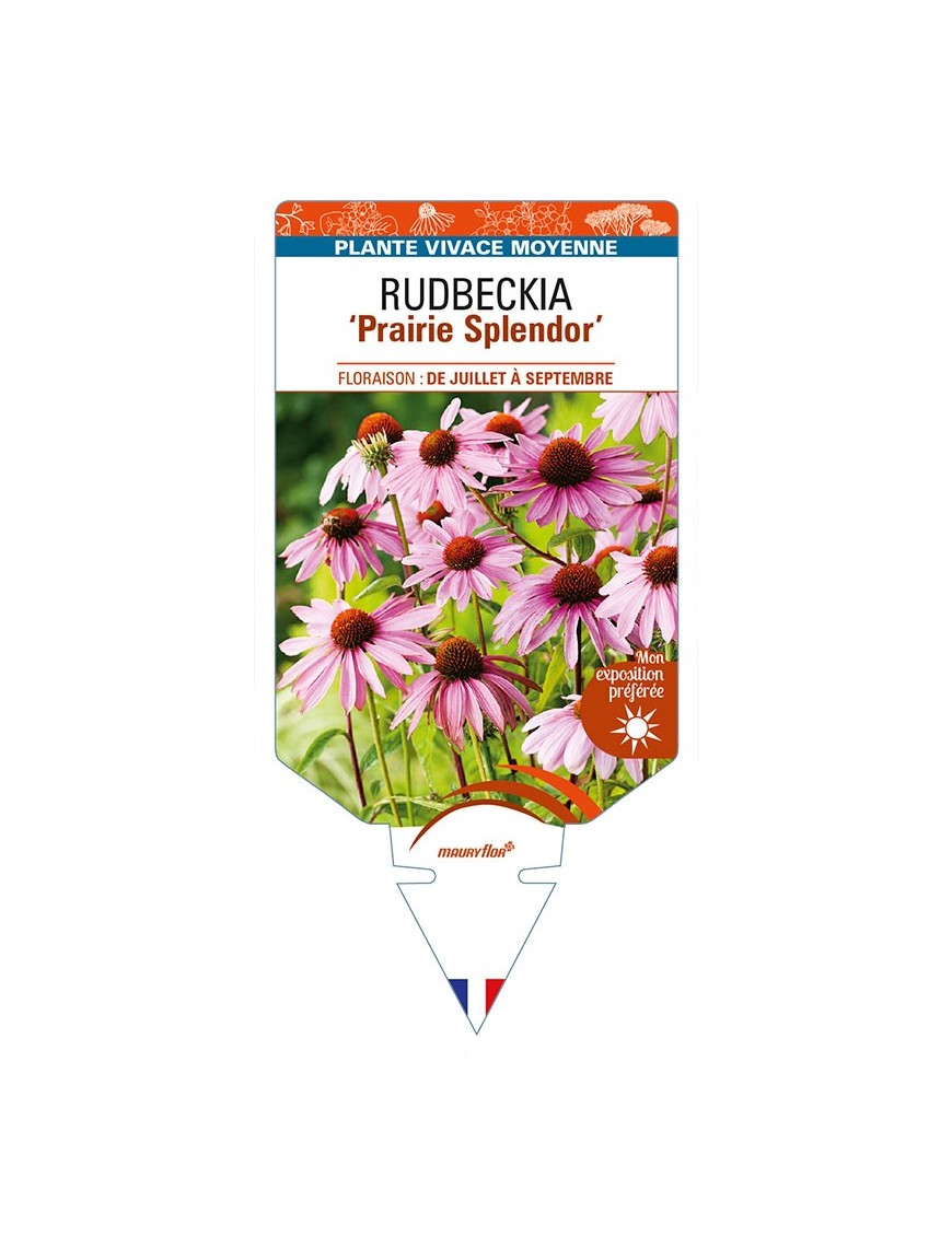 ECHINACEA purpurea 'Prairie Splendor' voir RUDBECKIA