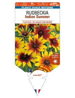 ECHINACEA purpurea Indian Summer voir RUDBECKIA