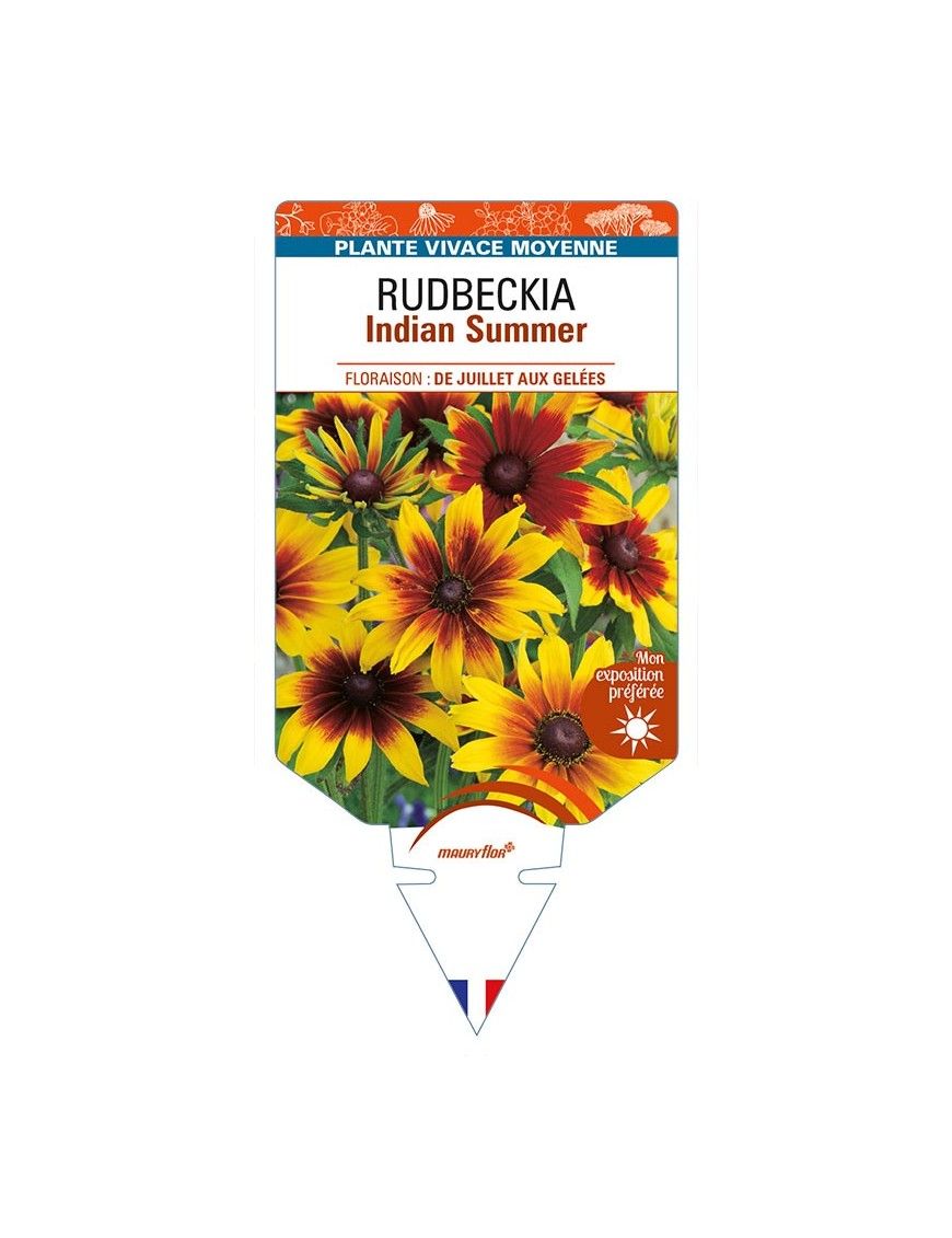 ECHINACEA purpurea Indian Summer voir RUDBECKIA