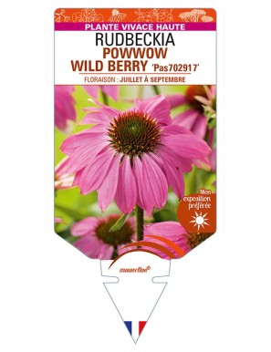 ECHINACEA purpurea POWWOW WILD BERRY voir RUDBECKIA