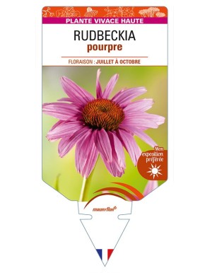 ECHINACEA purpurea voir RUDBECKIA pourpre