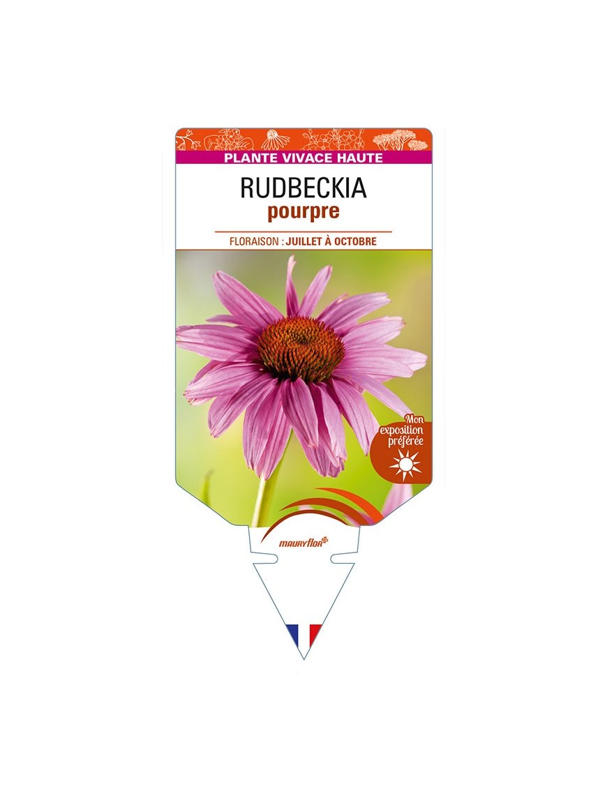 ECHINACEA purpurea voir RUDBECKIA pourpre