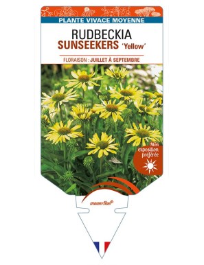 ECHINACEA SUNSEEKERS 'Yellow' voir RUDBECKIA