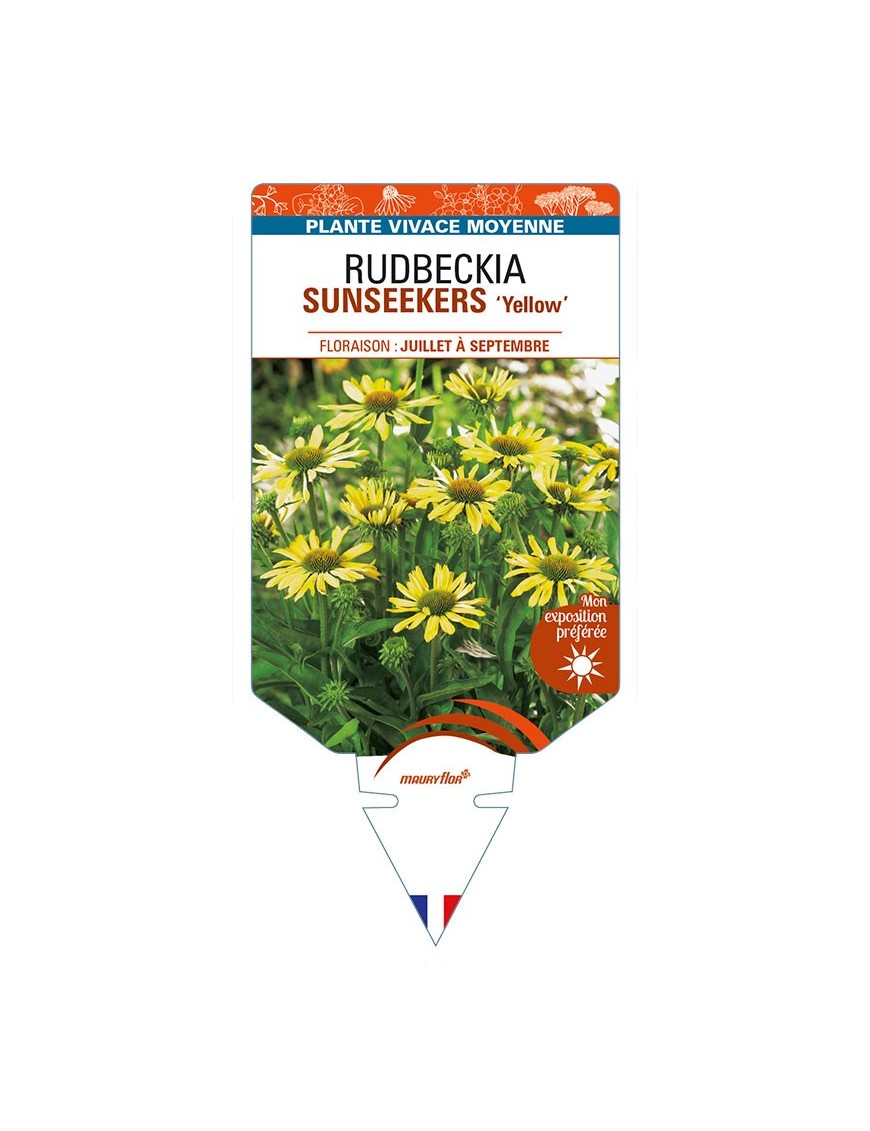 ECHINACEA SUNSEEKERS 'Yellow' voir RUDBECKIA