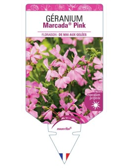 GÉRANIUM MARCADA® PINK