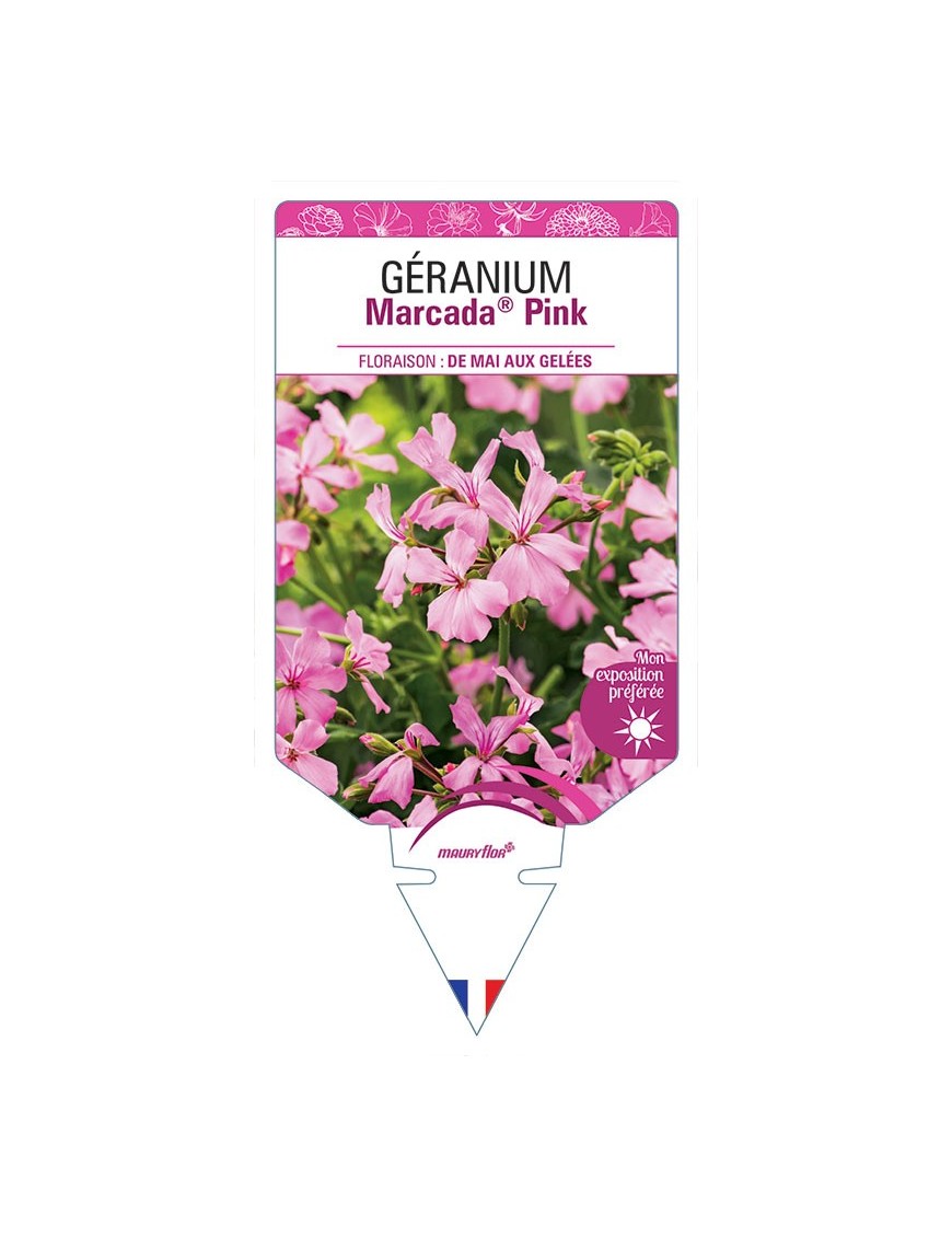 GÉRANIUM MARCADA® PINK