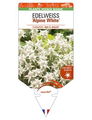 EDELWEISS (leontopodium souliei) 'Alpine White'