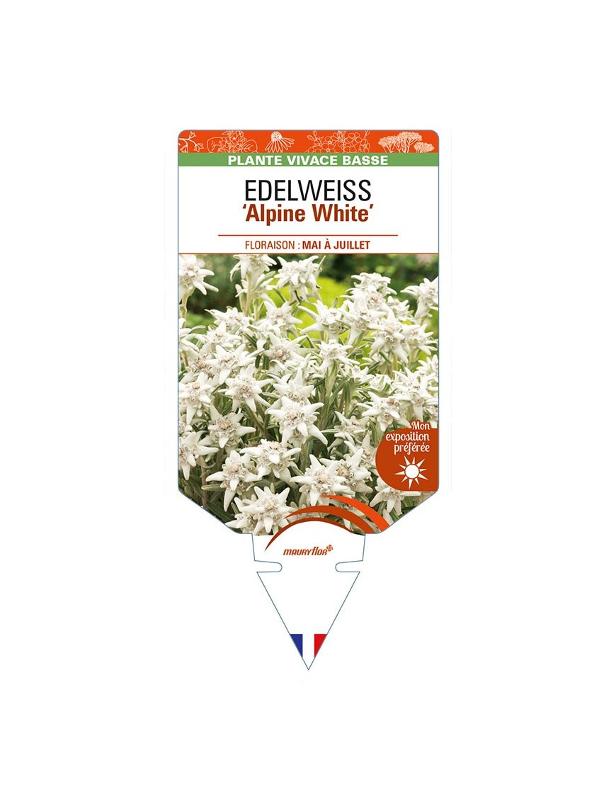 EDELWEISS (leontopodium souliei) 'Alpine White'