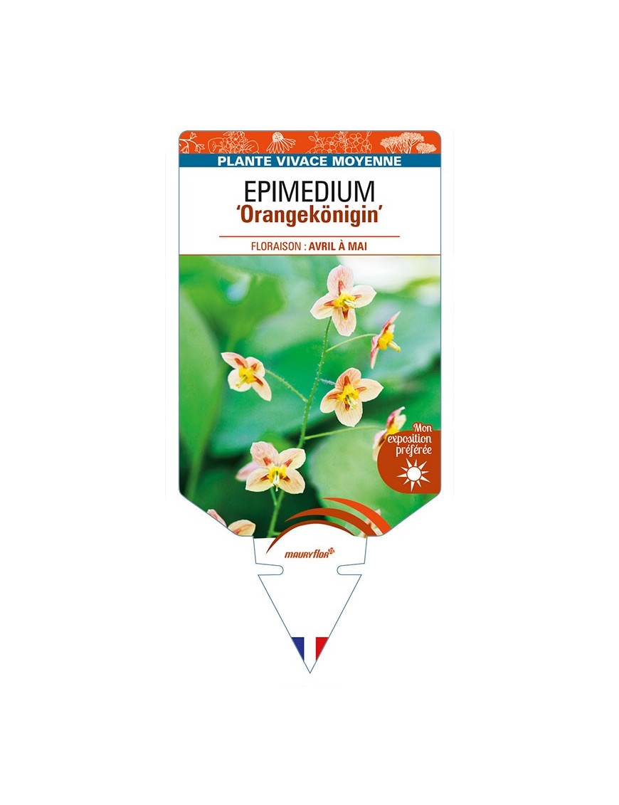 EPIMEDIUM (pubigerum) 'Orangekönigin'
