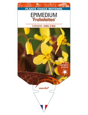 EPIMEDIUM (x perralchicum) 'Frohnleiten'