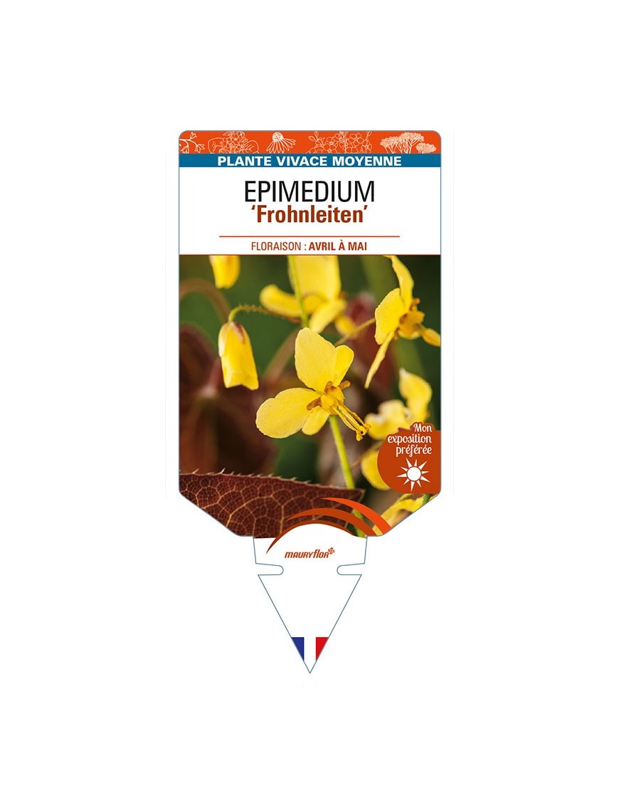 EPIMEDIUM (x perralchicum) 'Frohnleiten'