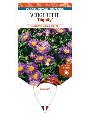 ERIGERON 'Dignity' voir VERGERETTE