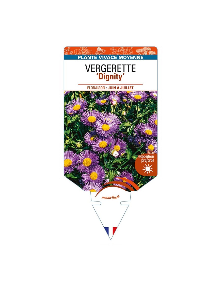 ERIGERON 'Dignity' voir VERGERETTE