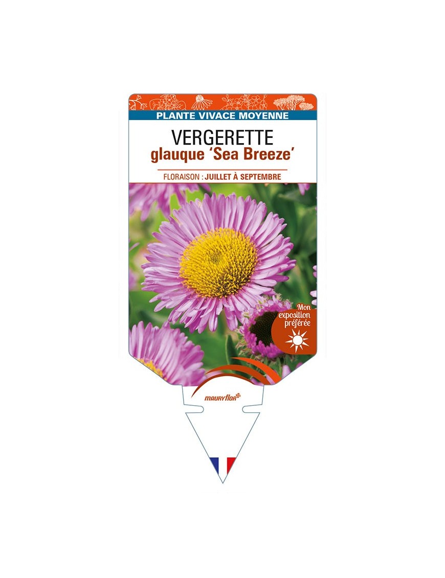 ERIGERON glaucus 'Sea Breeze' voir VERGERETTE glauque