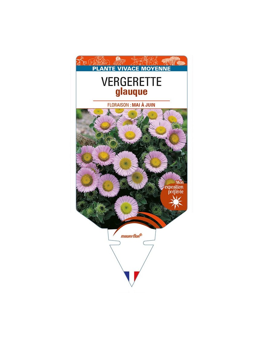 ERIGERON glaucus voir VERGERETTE glauque