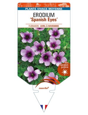 ERODIUM 'Spanish Eyes'